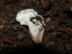 Craterellus sinuosus