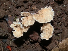 Craterellus sinuosus