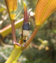 Chauliognathus heros