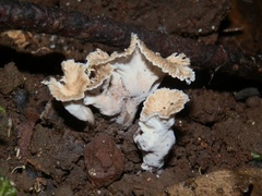 Craterellus sinuosus