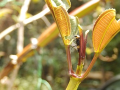 Chauliognathus heros