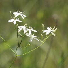 Sabatia macrophylla macrophylla