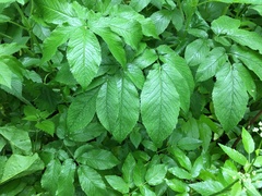 Chaerophyllum aromaticum