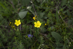 Linum flavum