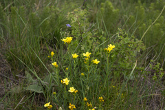 Linum flavum