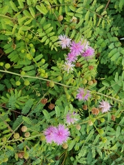 Mimosa hystricina