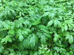 Chaerophyllum aromaticum