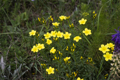 Linum flavum