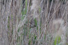 Acrocephalus palustris