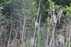 Acrocephalus palustris