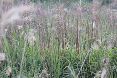 Acrocephalus palustris