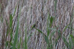 Acrocephalus palustris