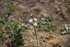 Ornithogalum pyramidale