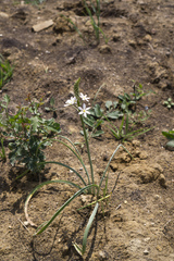 Ornithogalum pyramidale