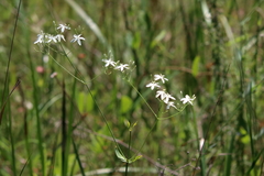 Sabatia macrophylla macrophylla