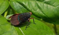 Kalidasa lanata