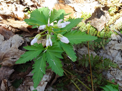 Cardamine maxima