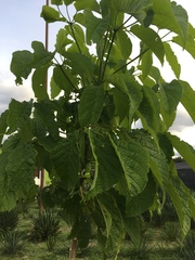 Roseodendron donnell-smithii