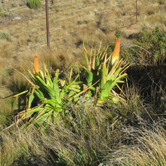Kniphofia northiae