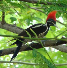 Lineated Woodpecker photo 6