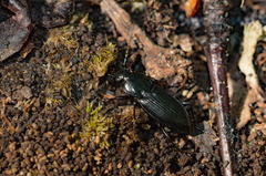 Pterostichus mutus
