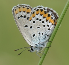 Plebejus argyrognomon