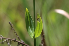 Sabatia macrophylla macrophylla