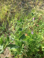 Symphytum × uplandicum