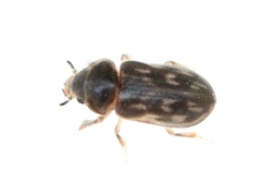 Heterocerus fenestratus