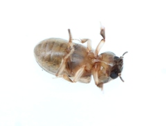Heterocerus fenestratus