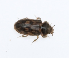 Heterocerus fenestratus