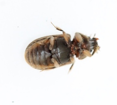 Heterocerus fenestratus