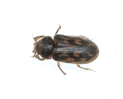 Heterocerus fenestratus