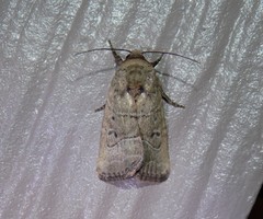 Elaphria fuscimacula