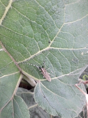 Agapanthia villosoviridescens