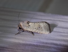 Elaphria fuscimacula