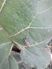 Agapanthia villosoviridescens