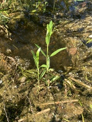 Veronica scutellata