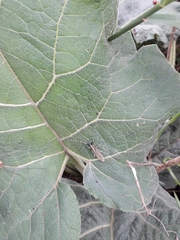 Agapanthia villosoviridescens