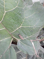 Agapanthia villosoviridescens