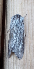 Acronicta lanceolaria