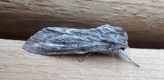 Acronicta lanceolaria
