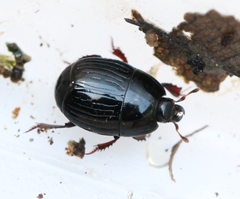 Atholus duodecimstriatus