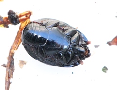 Atholus duodecimstriatus