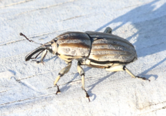 Sphenophorus aequalis