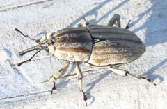 Sphenophorus aequalis