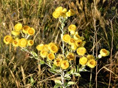 Helichrysum cooperi