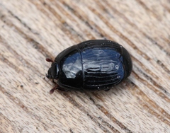 Atholus duodecimstriatus
