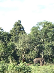 Elephas maximus