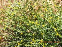 Euphorbia erinacea